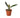 Philodendron 'Black Cardinal' - 4" Pot