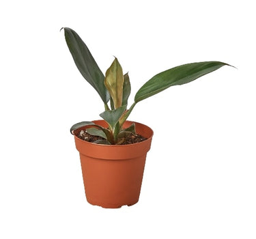 Philodendron 'Black Cardinal' - 4" Pot