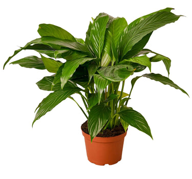 Spathiphyllum 'Peace Lily'
