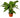 Spathiphyllum 'Peace Lily' - 6" Pot - NURSERY POT ONLY