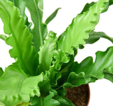 Bird’s Nest 'Victoria' Fern