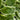 Francee Hosta