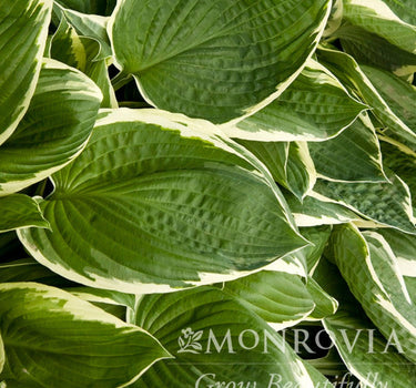 Francee Hosta