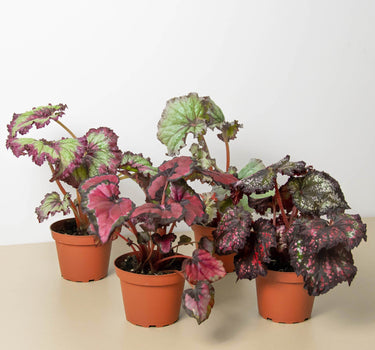 Begonia 'Rex' - 4 Pack Variety