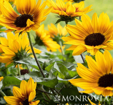 SunBelievable® Brown Eyed Girl Helianthus