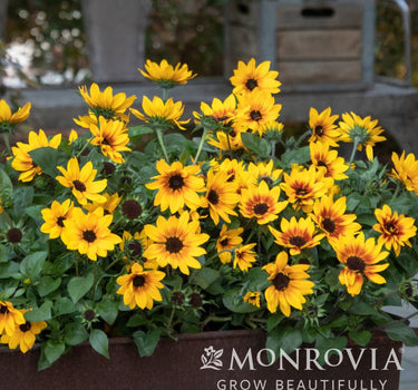 SunBelievable® Brown Eyed Girl Helianthus