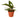 Calathea Lancifolia 'Rattlesnake' - 4" Pot - NURSERY POT ONLY