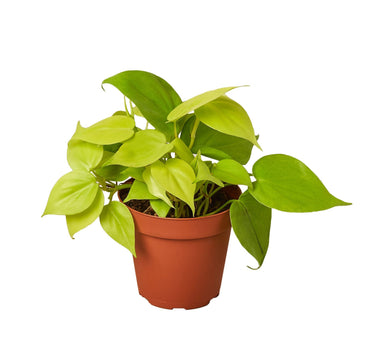 Philodendron 'Neon' - 4" Pot - NURSERY POT ONLY