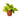 Philodendron 'Neon' - 6" Pot - NURSERY POT ONLY