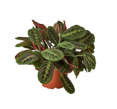 Maranta Red Prayer