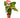 Anthurium 'Pink'