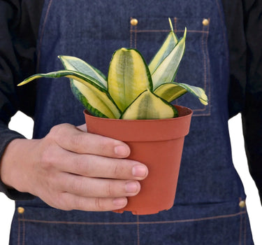 Snake Plant Gold Hahnii