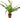 Bromeliad Guzmania 'White'