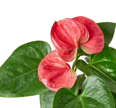 Anthurium 'Pink'