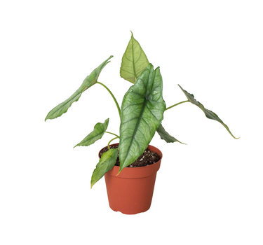 Alocasia 'Dragons Breath'