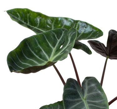 Alocasia 'Ebony'