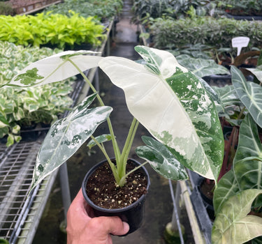 Alocasia Micholitziana 'Frydek' Variegated - 4" Pot