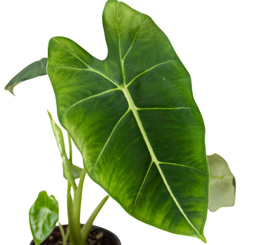 Alocasia Micholitziana 'Frydek'
