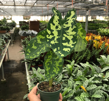 Alocasia 'Hilo Beauty'