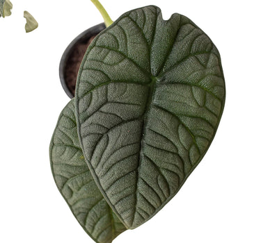 Alocasia 'Melo'