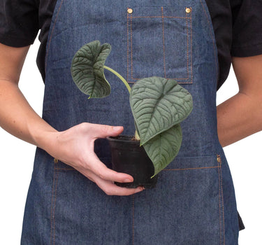 Alocasia 'Melo'