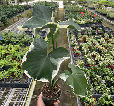 Alocasia 'Mickey Mouse' (Xanthosoma sagittifolium 'Variegatum Monstrosum')