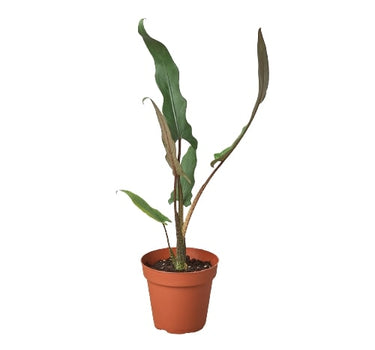 Alocasia 'Purple Sword'