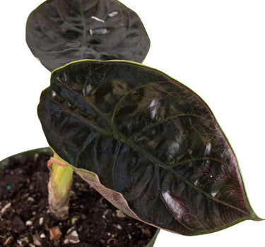 Alocasia 'Red Mambo' - 4" Pot