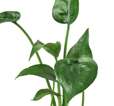 Alocasia 'Tiny Dancer' - 4" Pot