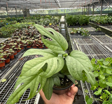 Amydrium 'Silver'