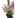 Angelonia