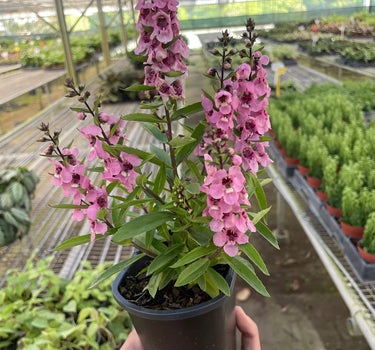 Angelonia