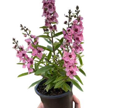 Angelonia