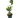 Ant Plant