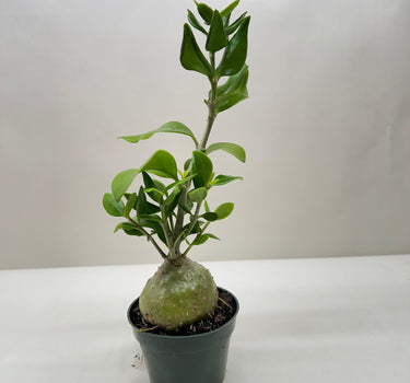 Ant Plant