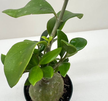 Ant Plant