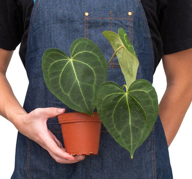 Anthurium 'Clarinervium'