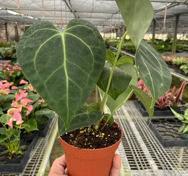 Anthurium 'Clarinervium'