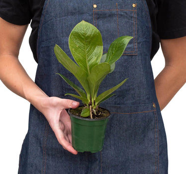 Anthurium 'Cobra'