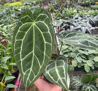 Anthurium Crystallinum