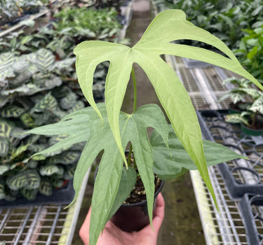 Anthurium Fingers