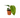 Anthurium 'Radicans x Luxurians'