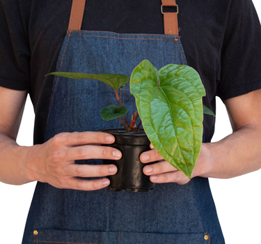 Anthurium 'Radicans x Luxurians'
