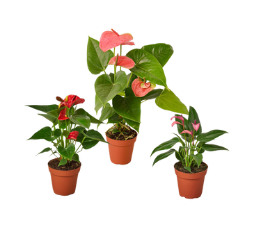 3 Anthurium Variety Pack- All Different Colors - 4" Pots