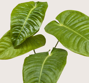 Anthurium 'Veitchii'