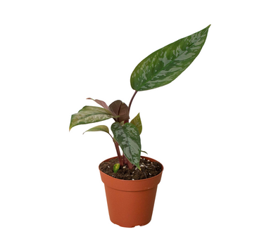 Apoballis 'Purple Sword'