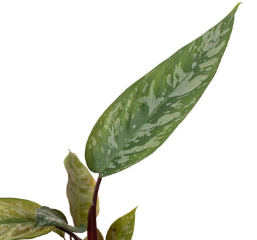 Apoballis 'Purple Sword'