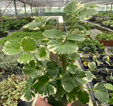Aralia 'Balfouriana'