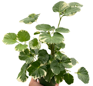Aralia 'Balfouriana'