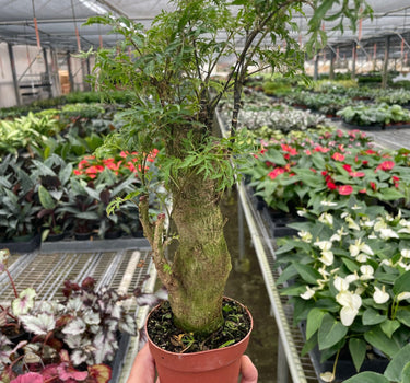 Aralia Ming Stump Plant